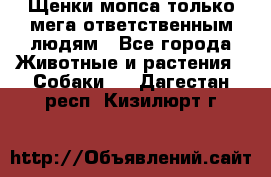 Щенки мопса только мега-ответственным людям - Все города Животные и растения » Собаки   . Дагестан респ.,Кизилюрт г.